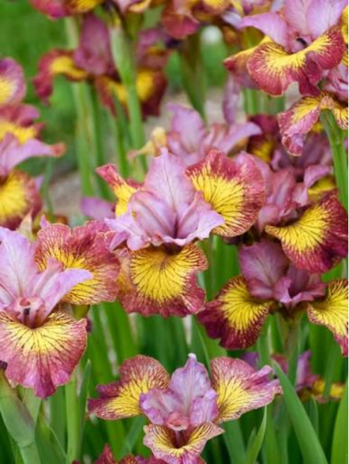Ірис Sibirica Ruby Gold