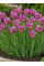 Ірис Sibirica Ruby Gold
