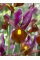Ирис Hollandica Red Ember (5 шт. в упаковке)