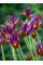 Ирис Hollandica Red Ember (5 шт. в упаковке)