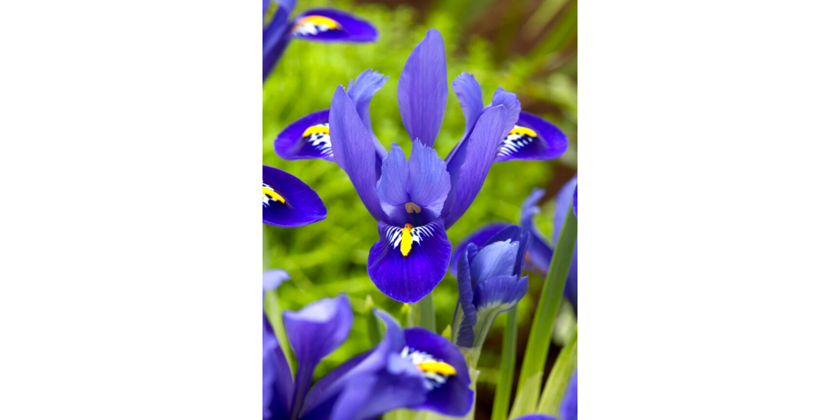 Ірис reticulata Blue Hill (5 шт. в упаковці)