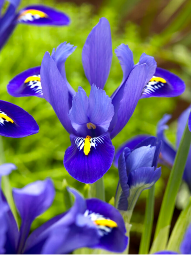 Ірис reticulata Blue Hill (5 шт. в упаковці)
