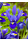 Ирис reticulata Blue Hill (5 шт. в упаковке)