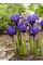 Ирис reticulata Blue Hill (5 шт. в упаковке)