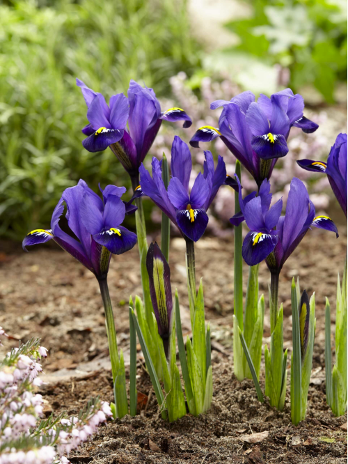 Ирис reticulata Blue Hill (5 шт. в упаковке)