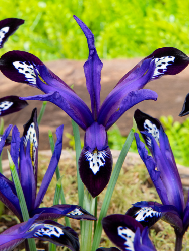 Ірис reticulata Blue Note (5 шт. в упаковці)