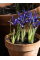 Ирис reticulata Blue Note (5 шт. в упаковке)