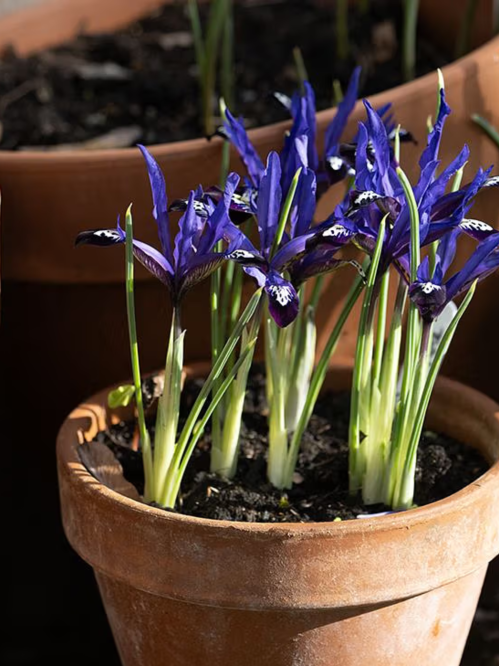 Ирис reticulata Blue Note (5 шт. в упаковке)