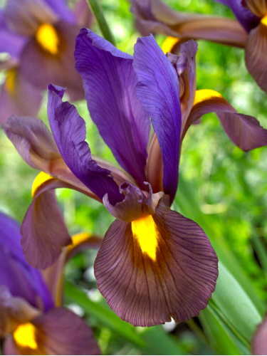 Ирис Hollandica Tigereye (5 шт. в упаковке)
