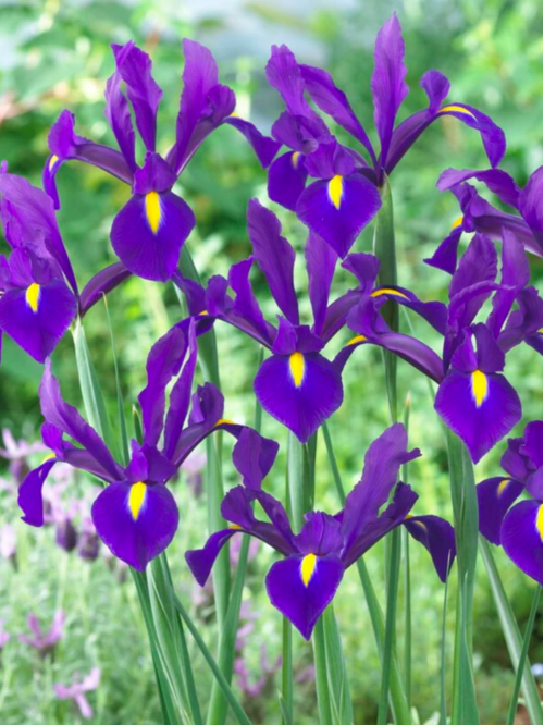 Ірис Hollandica Valentine (5 шт. в упаковці)