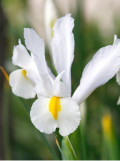 Ірис Hollandica White Van Vliet (5 шт. в упаковці)