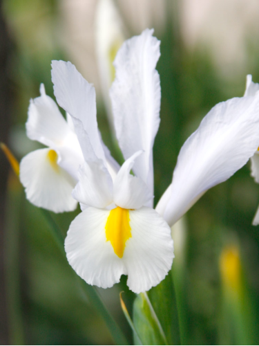 Ірис Hollandica White Van Vliet (5 шт. в упаковці)