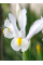 Ірис Hollandica White Van Vliet (5 шт. в упаковці)