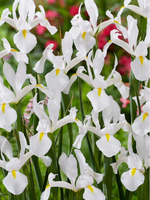 Ірис Hollandica White Van Vliet (5 шт. в упаковці)