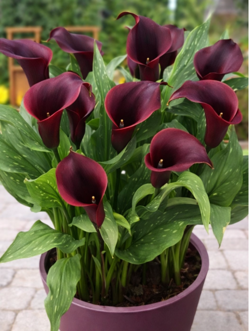 Кала Caruso