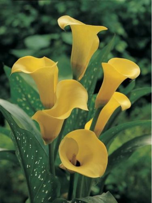 Кала Mellow Yellow