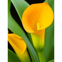 Кала Mellow Yellow