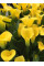 Кала Novi Sun
