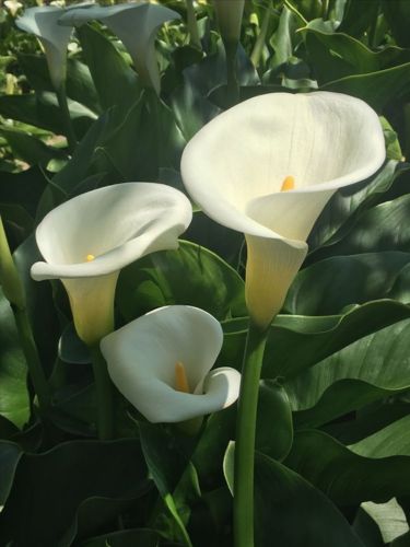 Кала White Art