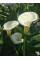 Кала White Art