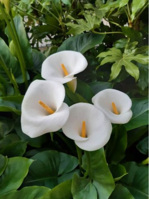 Кала White Art
