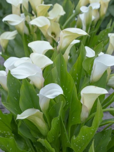 Калла White Present