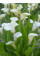 Калла White Present