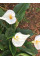 Калла White Present