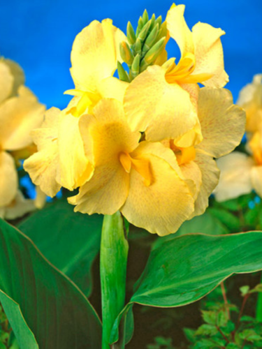 Канна Furturity Yellow