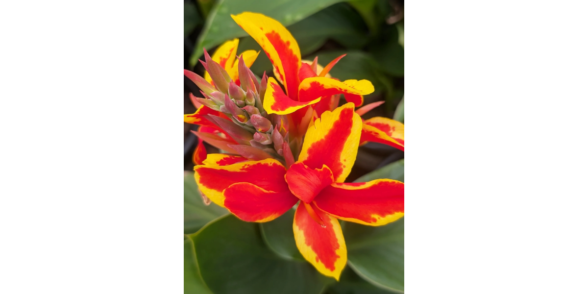 Канна Golden Flame