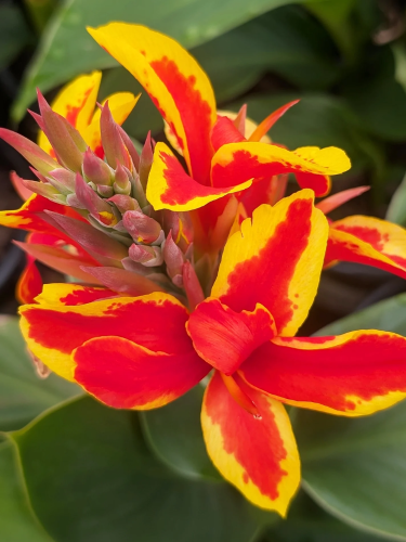 Канна Golden Flame