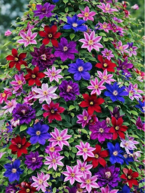 Клематис Random color (саджанець в горщику Р9) 1 шт. в упаковці