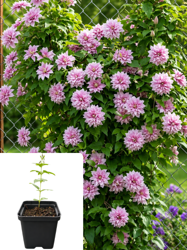 Клематис Multi Pink (горшок Р9)