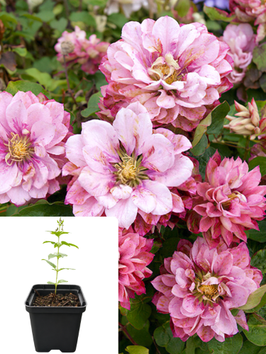 Клематис Pink Passion (горщик Р9)