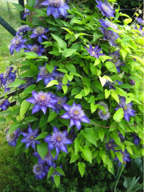 Клематис "Multi Blue" (саженец в горшке Р9) 1 шт. в упаковке