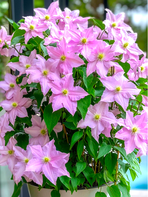 Клематис "Multi Pink" (саженец в горшке Р9) 1 шт. в упаковке