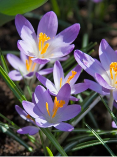 Крокус Barr's Purple (5 шт. в упаковке)