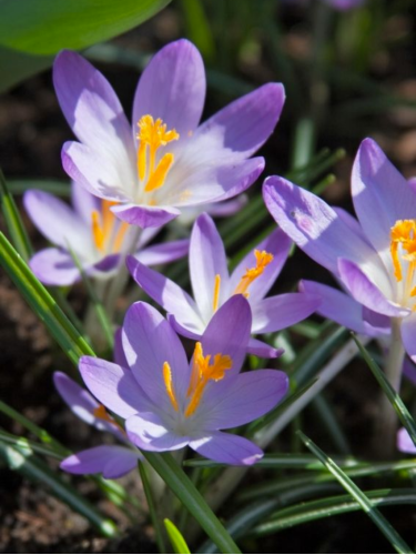 Крокус Barr's Purple (5 шт. в упаковке)