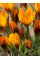 Крокус Orange Monarch (5 шт. в упаковке)