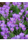 Крокус Barr's Purple (5 шт. в упаковці)