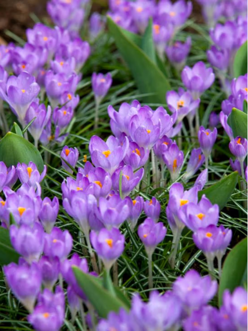 Крокус Barr's Purple (5 шт. в упаковці)