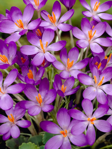 Крокус Whitewell Purple (5 шт. в упаковке)
