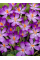 Крокус Whitewell Purple (5 шт. в упаковке)