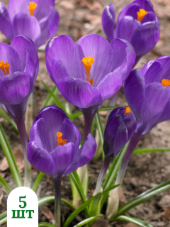 Крокус Flower Record (5 шт. в упаковці)
