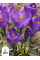 Крокус Flower Record (5 шт. в упаковке)
