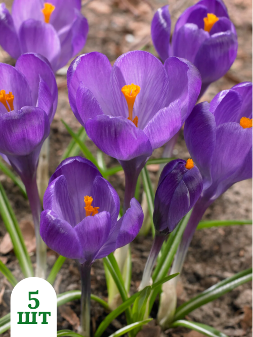 Крокус Flower Record (5 шт. в упаковке)