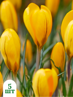Крокус Golden Yellow (5 шт. в упаковке)