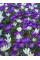 Крокус Flower Record (5 шт. в упаковке)