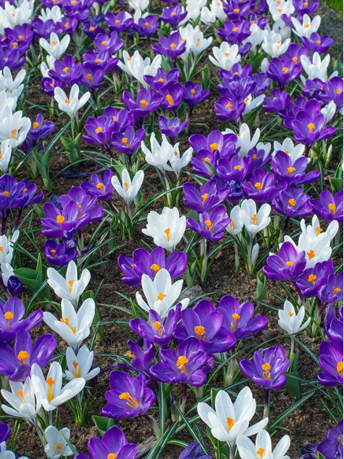Крокус Flower Record (5 шт. в упаковке)
