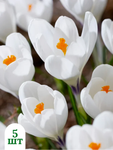 Крокус lce Queen (5 шт. в упаковці)